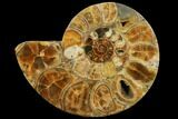 Honey-Orange Ammonite (Argonauticeras) - Befandriana, Madagascar #113740-2